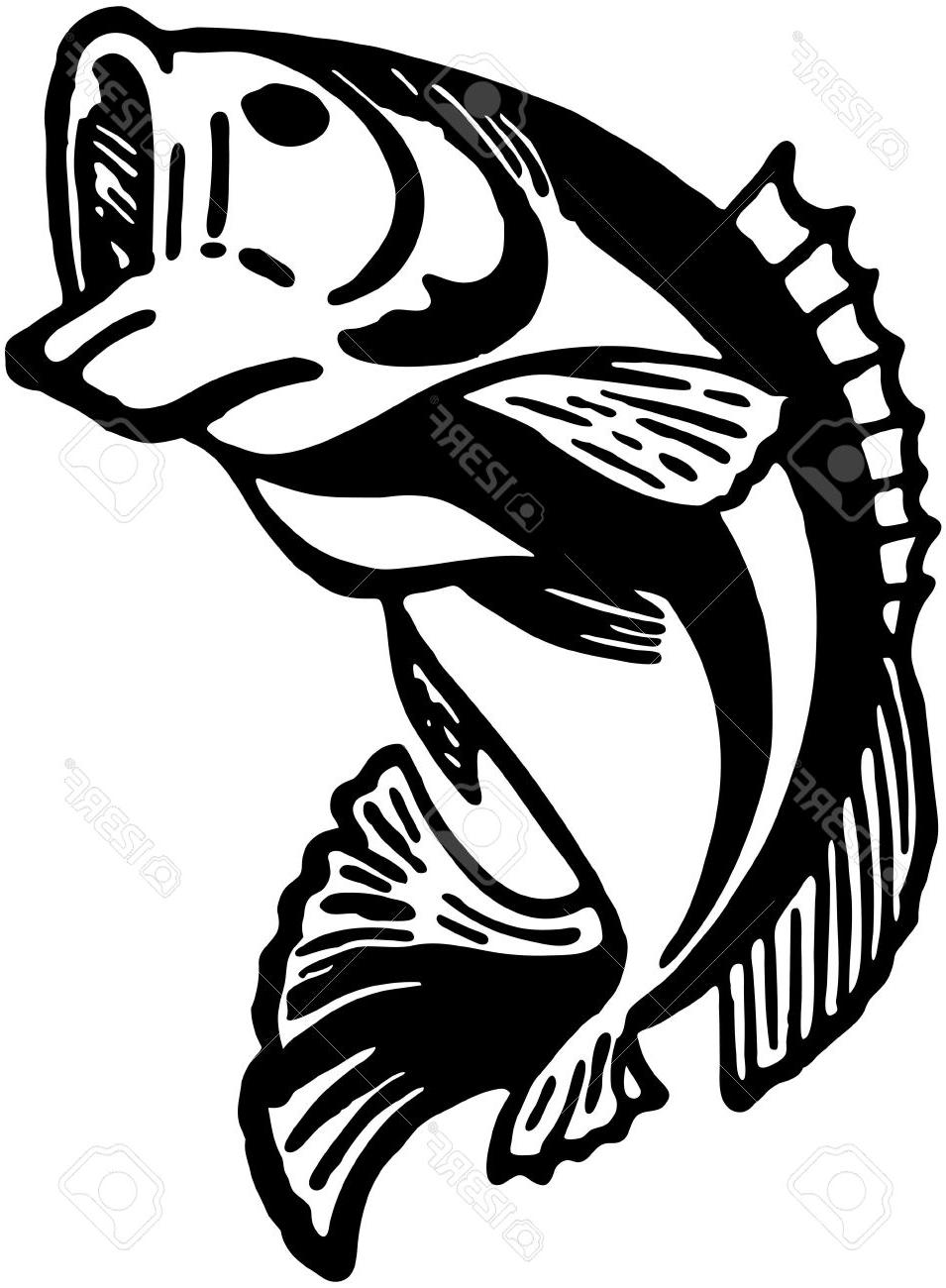 955x1300 Best 15 Leaping Fish Stock Vector Bass Trout Pictures