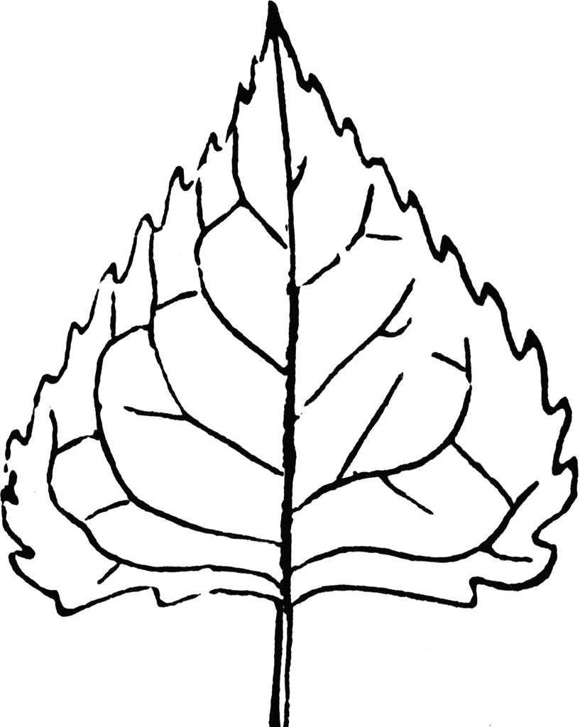 817x1024 Deltoid Leaf Clipart Etc