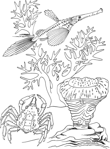 354x480 Sea Crab And Trumpet Fish Coloring Page Free Printable Coloring