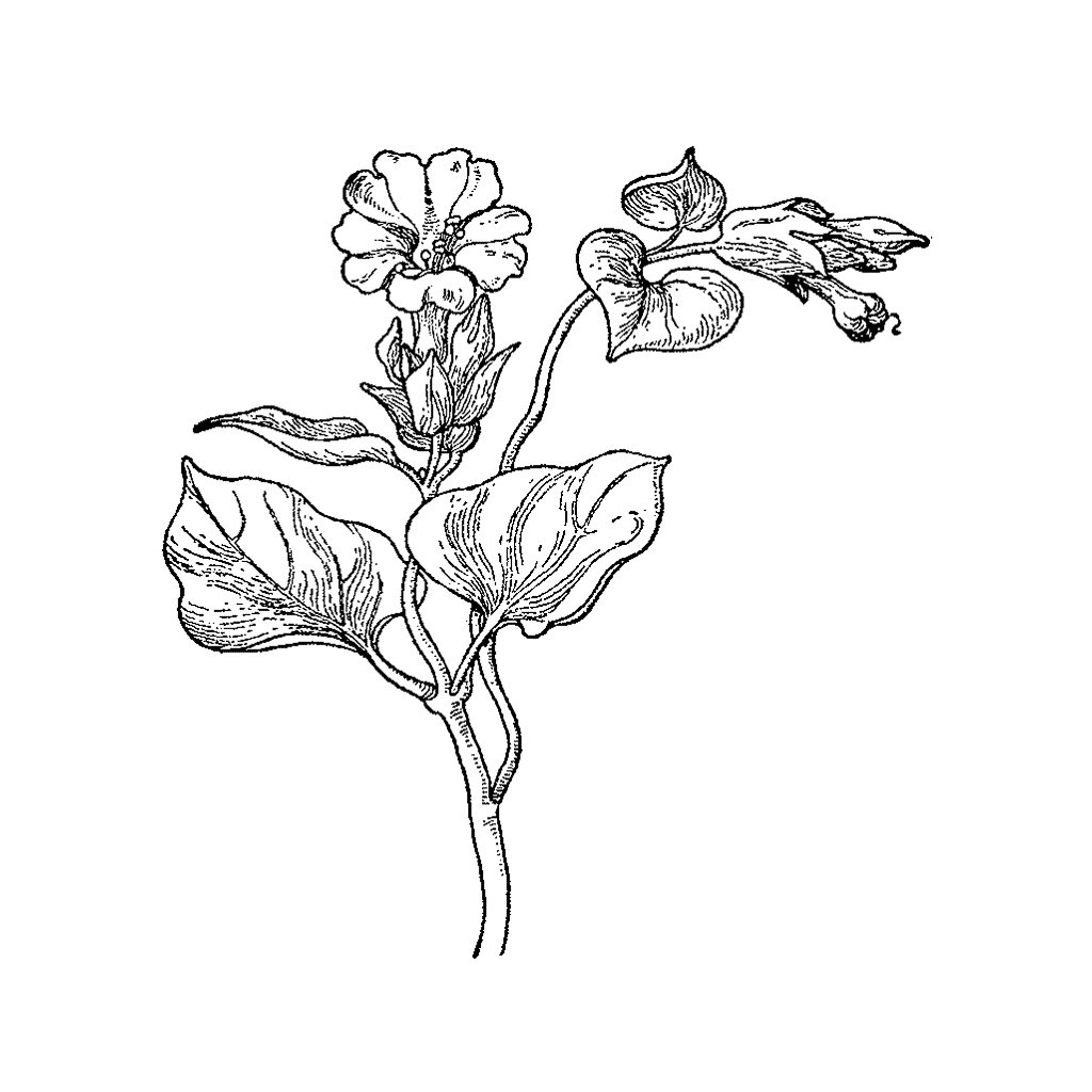 1024x1024 Trumpet Vine 49f