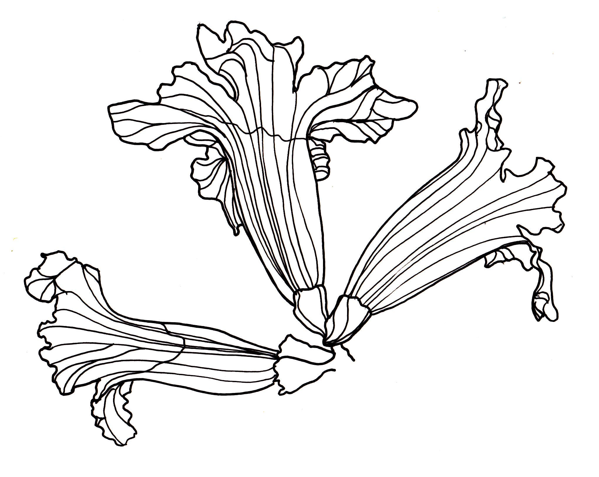 2040x1624 Line Drawing