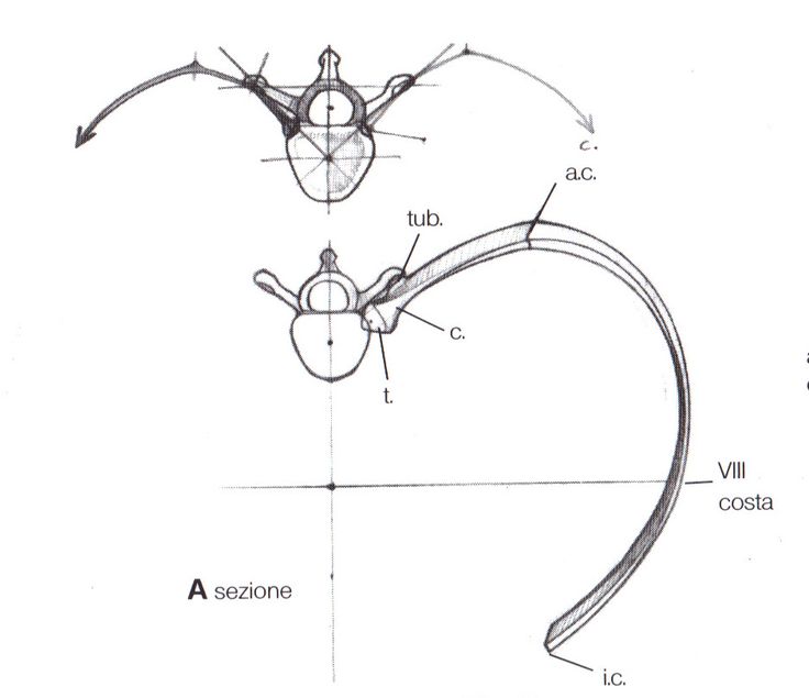 736x635 31 Best Body And Figure Drawing References Images