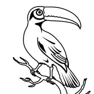 300x300 Drawing Of A Toucan Coloring Page Coloring Sun