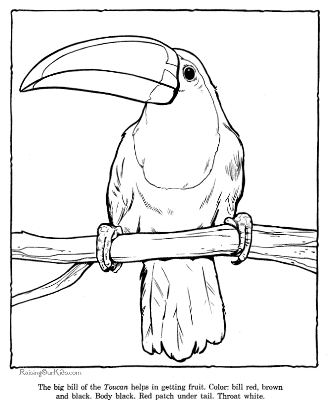 670x820 Free Rainforest Coloring Pages Toucan Coloring Picture Sheets