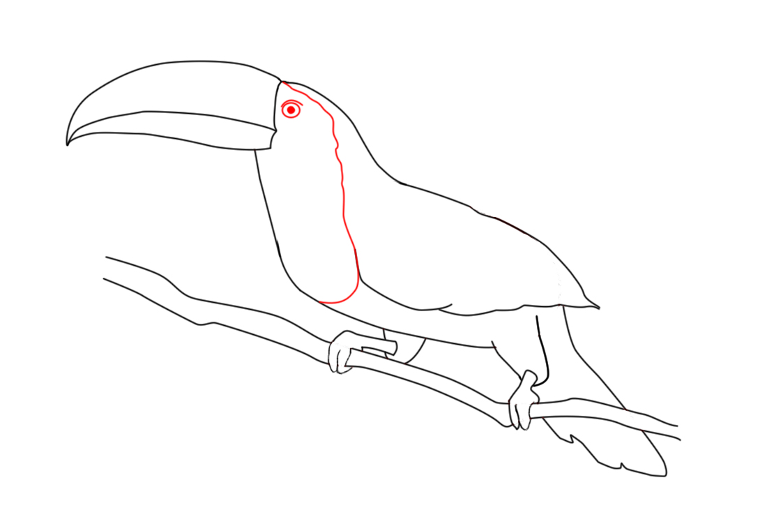 1100x731 How To Draw A Toucan