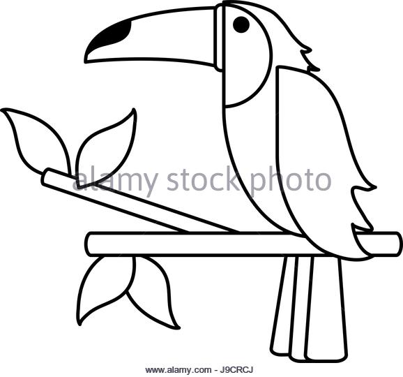 578x540 Illustration Toucan Black White Stock Photos Amp Illustration Toucan