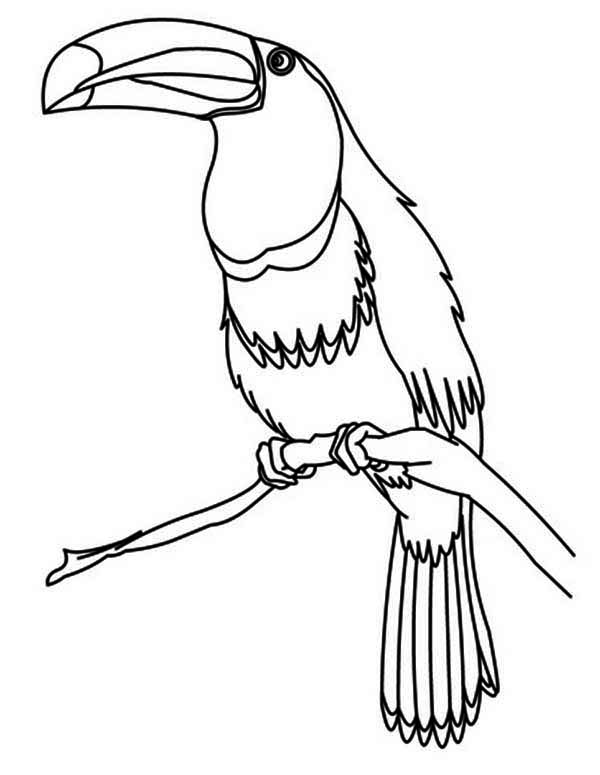 600x775 Toucan Bird Coloring Page Coloring Sun
