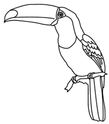 225x255 Toucan Bird Facts And Free Coloring Page