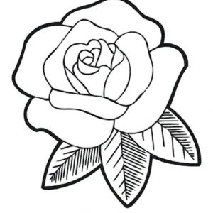 300x300 How To Draw A Rose Flower Easy Step By Drawing Lessons For Adult
