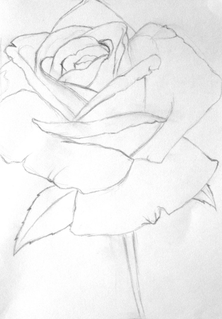 746x1070 Rose Line Drawing By Dragon Friend18