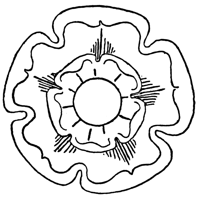 640x638 Tudor Rose Clipart Etc