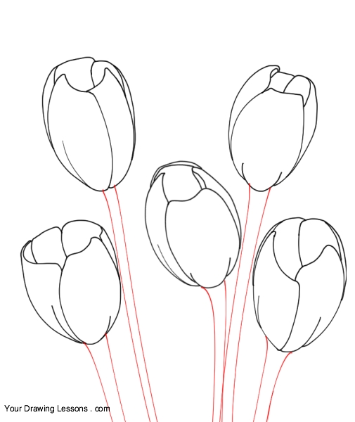 505x600 How To Draw Tulips Your Drawing Lessons
