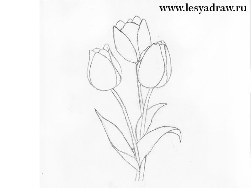 800x600 How To Draw A Tulip With A Pencil Step By Step For Beginners