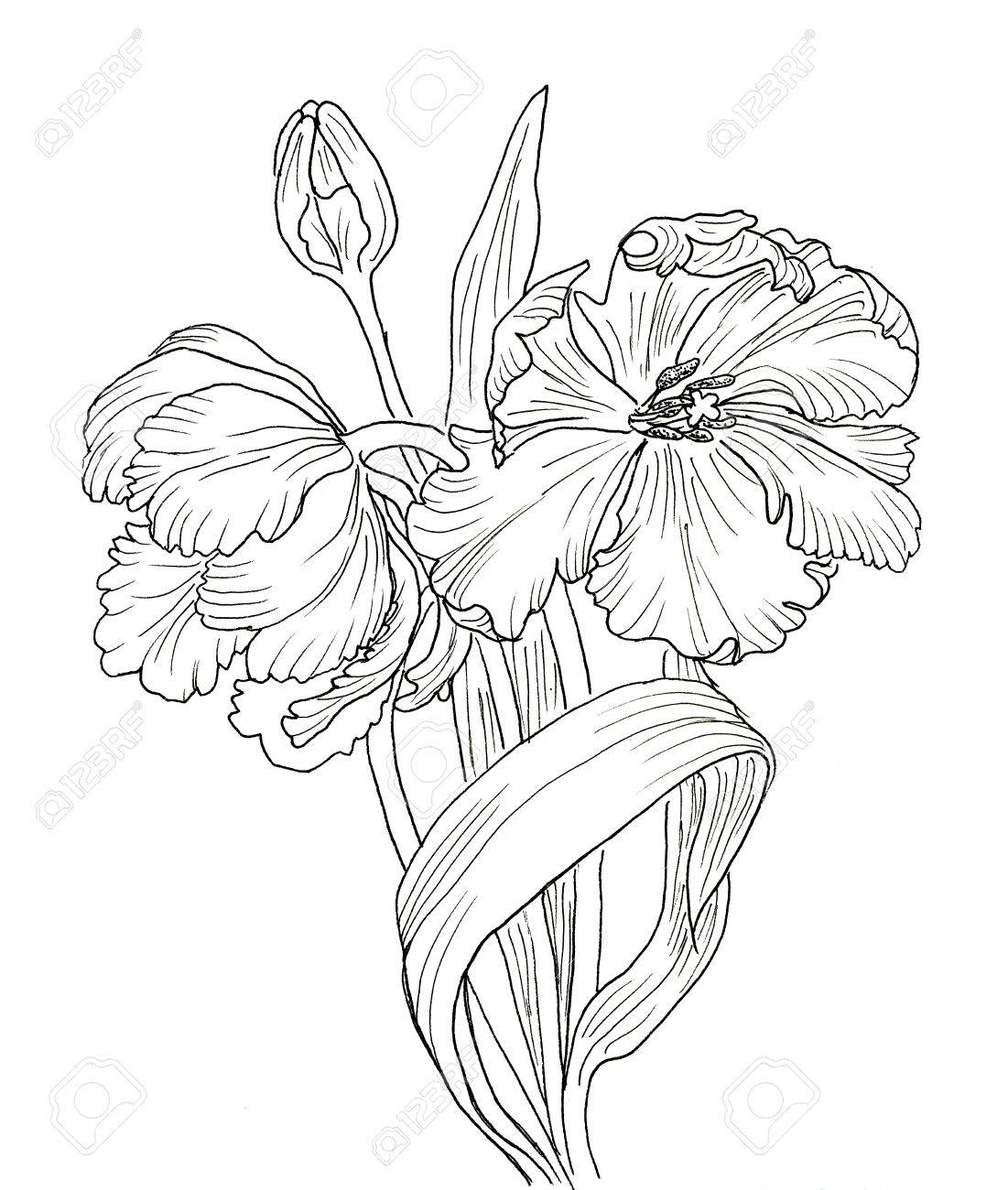 1101x1300 Line Ink Drawing Of Tulip Flowers. Black Contour On White