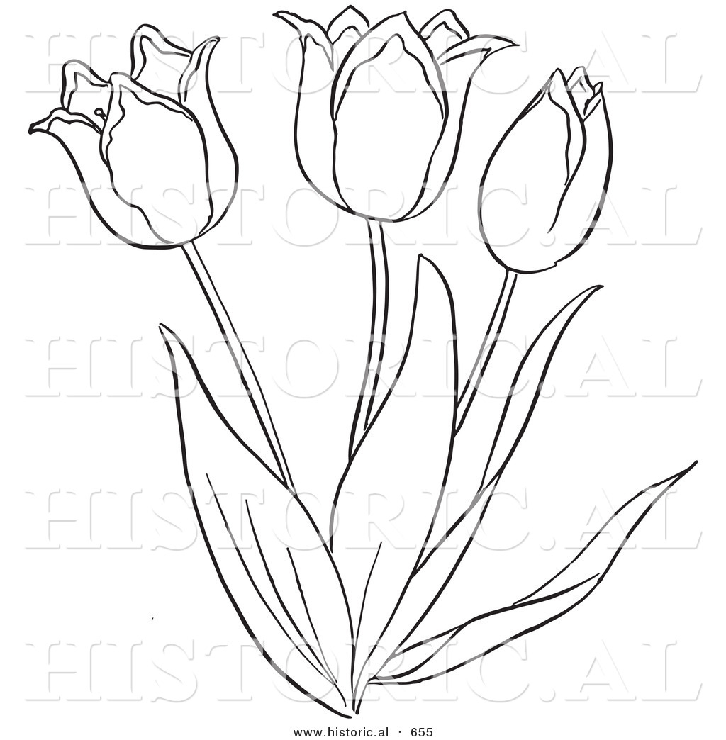1024x1044 Outline Of Flowers For Drawing Tulip Flower Outline Pretty