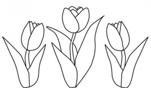 500x293 Tulip