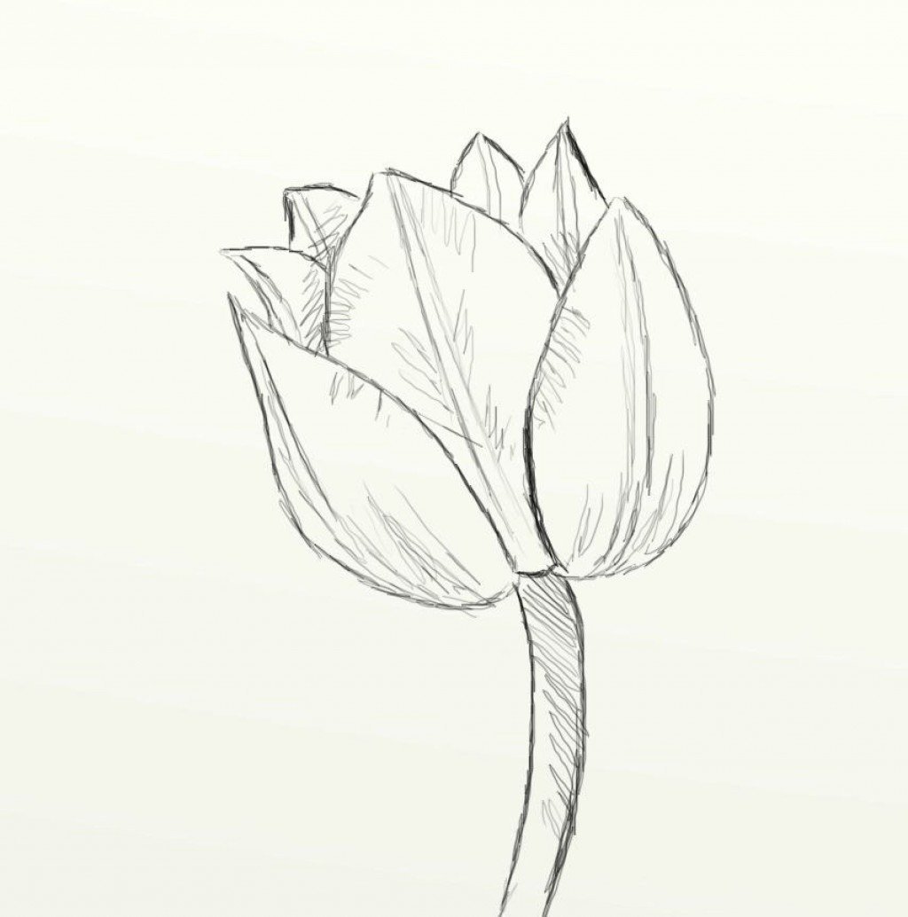 1024x1034 Tulip Drawing