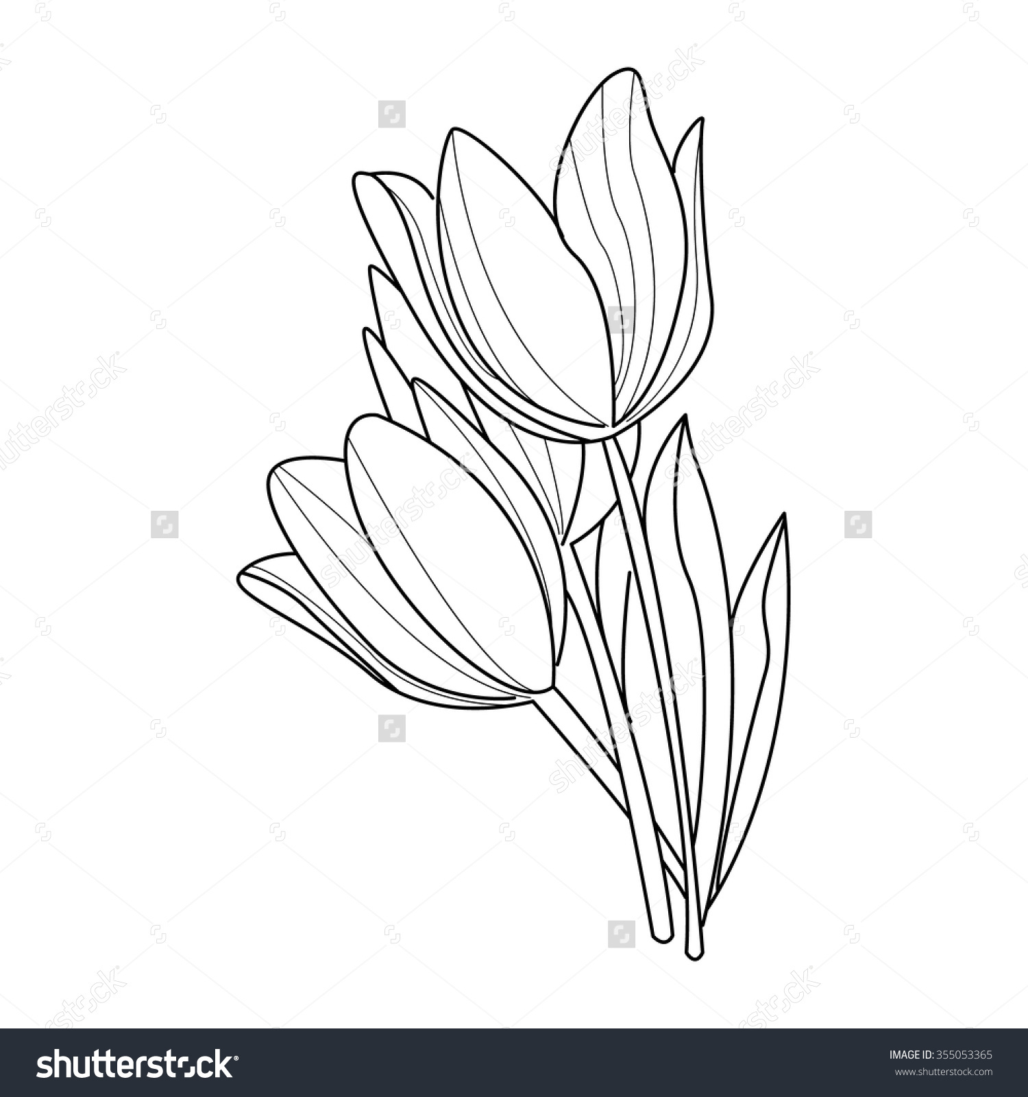 1500x1600 Tulip Flower Drawing