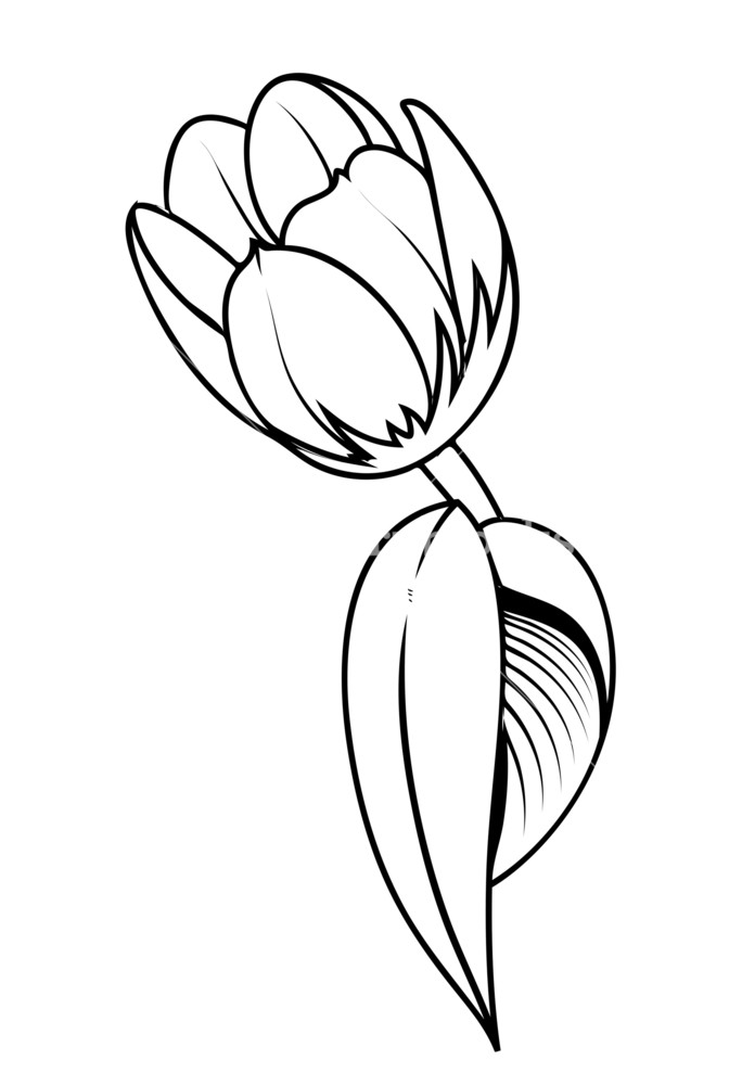 684x1000 Tulip Flower Drawing Royalty Free Stock Image