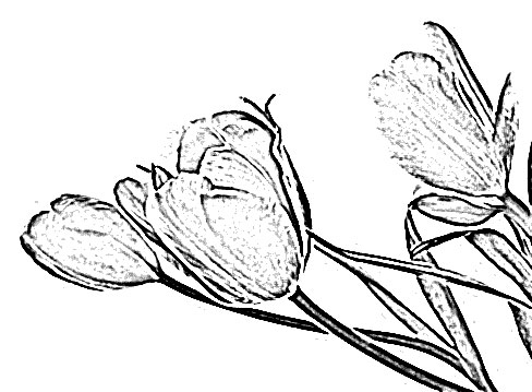 488x359 Tulip Flower Sketch