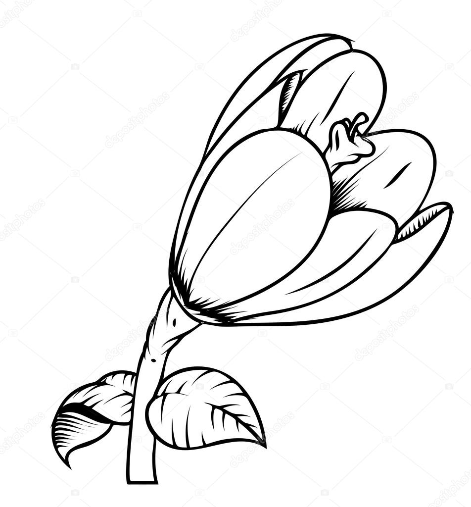 952x1024 Tulip Flower Vector Drawing Stock Vector Baavli