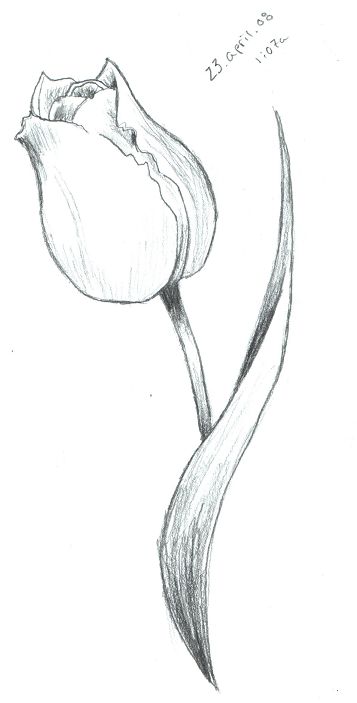 357x703 Tulip Sketch By Scarletrainxx On Passion