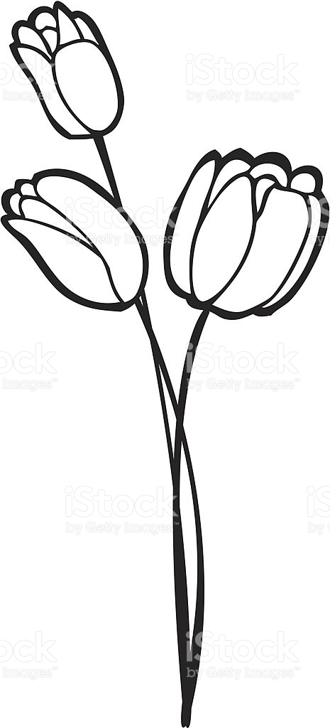 465x1024 Tulip Clipart Line Drawing Flower