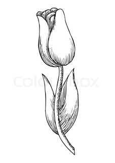 227x320 Beautiful Monochrome Black And White Tulip Flower Isolated