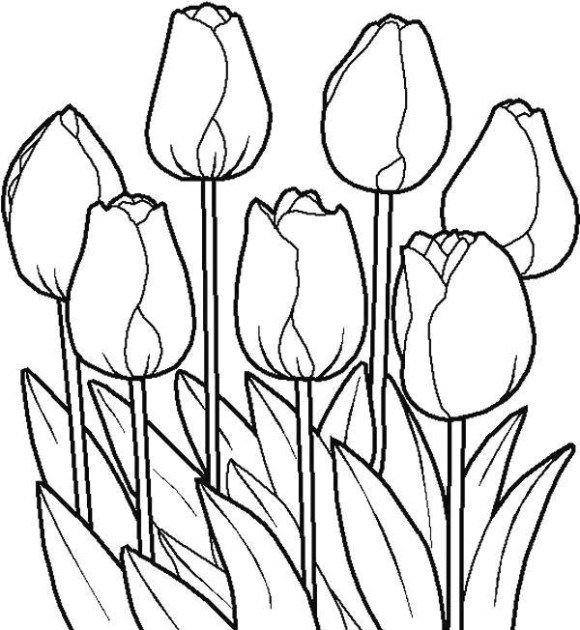 580x630 Wonderful Tulip Coloring Pages 13 With Additional Line Drawings