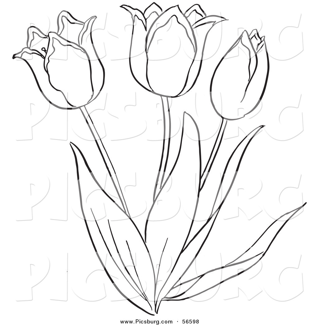 1024x1044 Tulips Drawing Outlines
