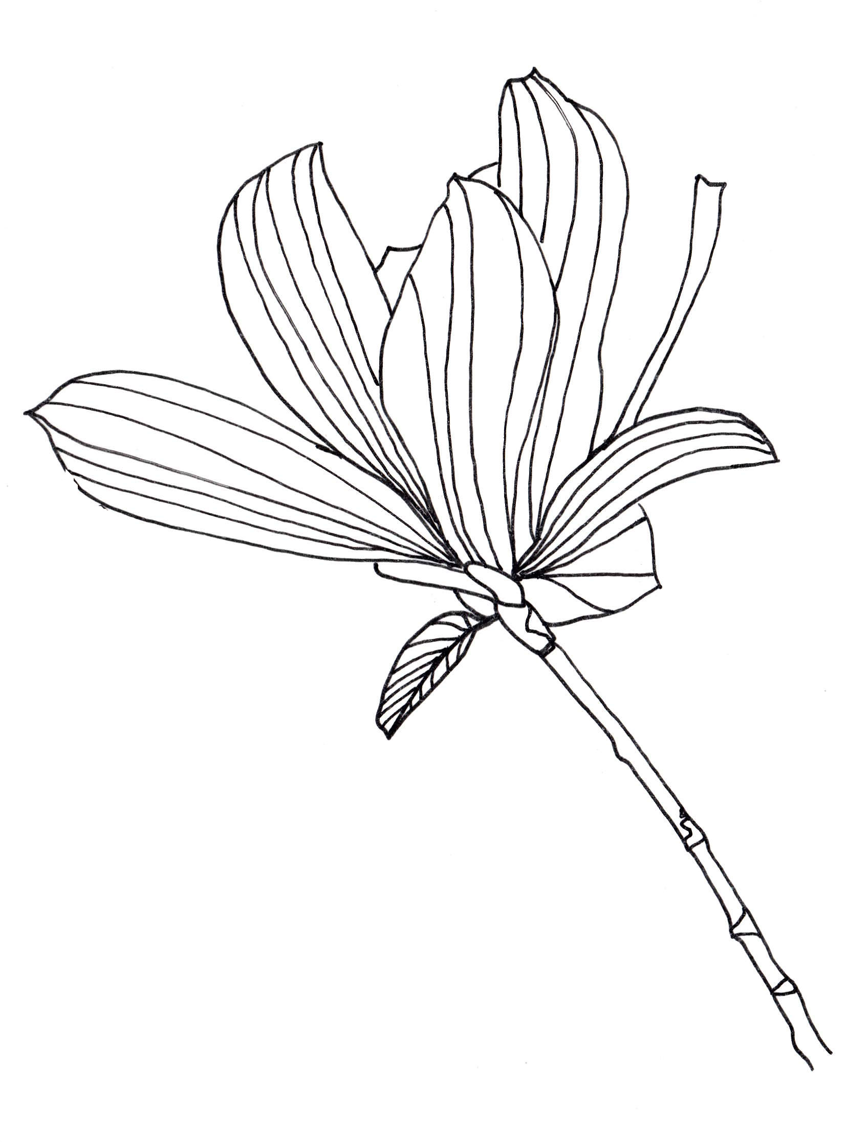 1696x2232 Drawn Tulip Leave Flower