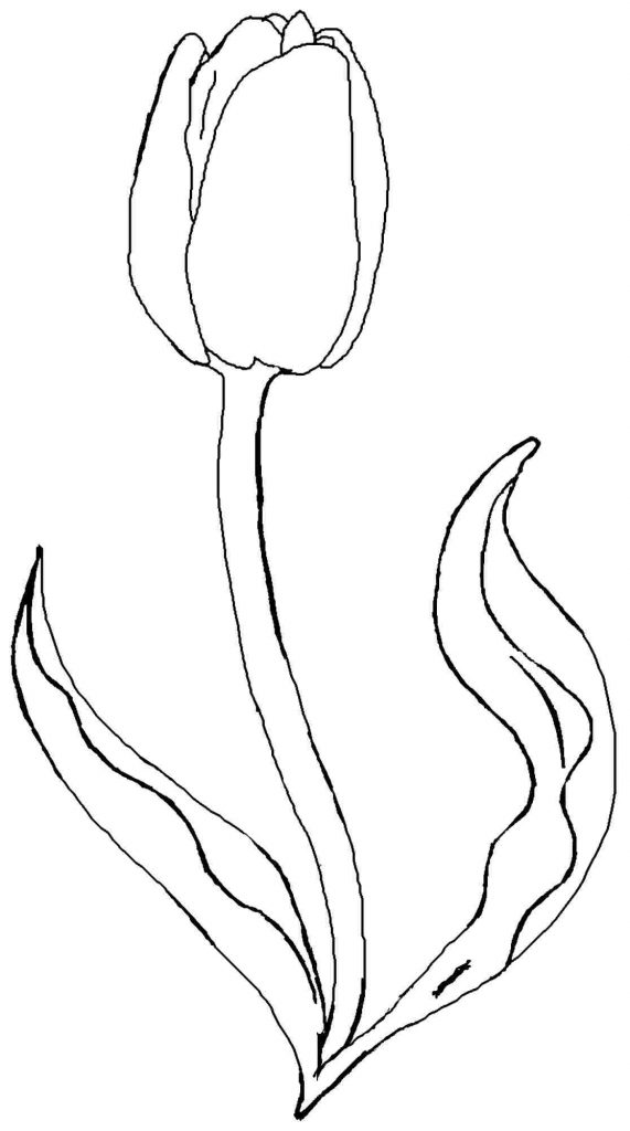 571x1024 Coloring Pictures Of Tulip Flowers Copy Three Tulips Coloring Page