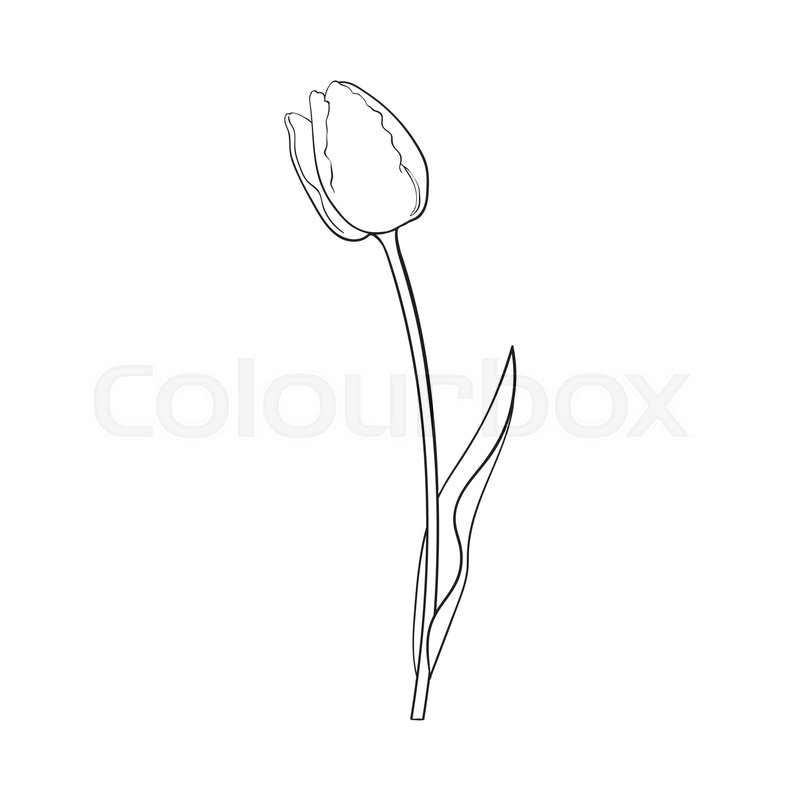 800x800 Hand Drawn Of Side View Black And White Tulip Flower, Sketch Style