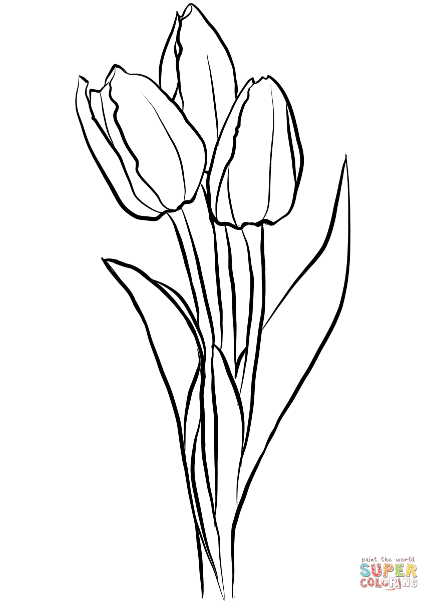 857x1200 Printable Tulip Coloring Pages For Kids To Download Beautiful Free