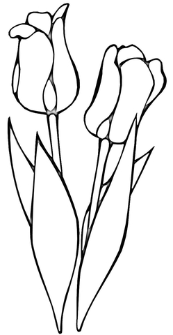 249x480 Red Tulips Coloring Page Free Printable Coloring Pages