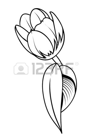 305x450 Tulip Flower Drawing Royalty Free Cliparts, Vectors, And Stock