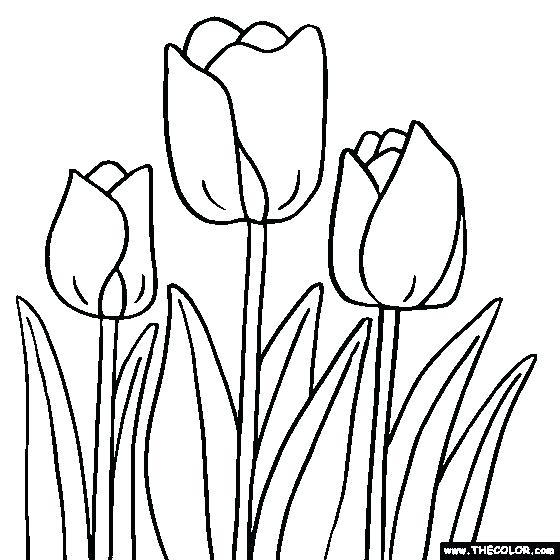 Tulip Flower Drawing at GetDrawings | Free download