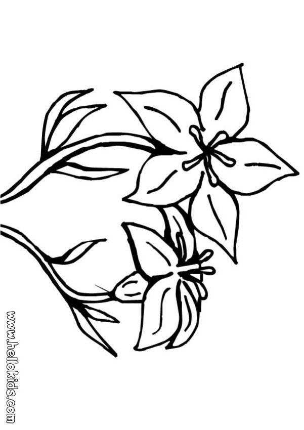 601x850 Tulip Flower Coloring Pages