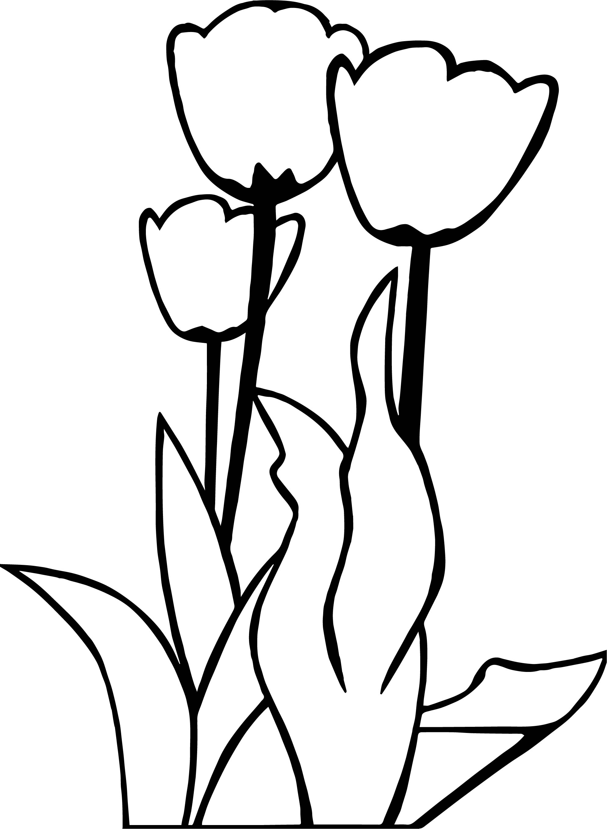 Tulip Flower Drawing at GetDrawings | Free download