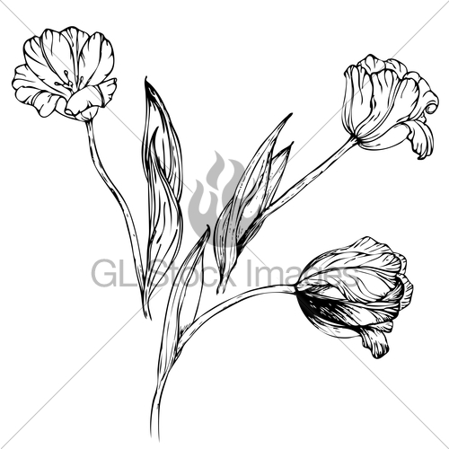 500x500 Vector Hand Drawing Black And White Tulips Flowers Gl Stock Images