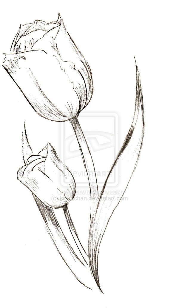 600x1031 Collection Of Tulip Black White Line Art Tattoo