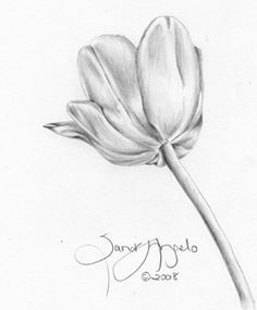 236x285 Drawn Tulip Shading