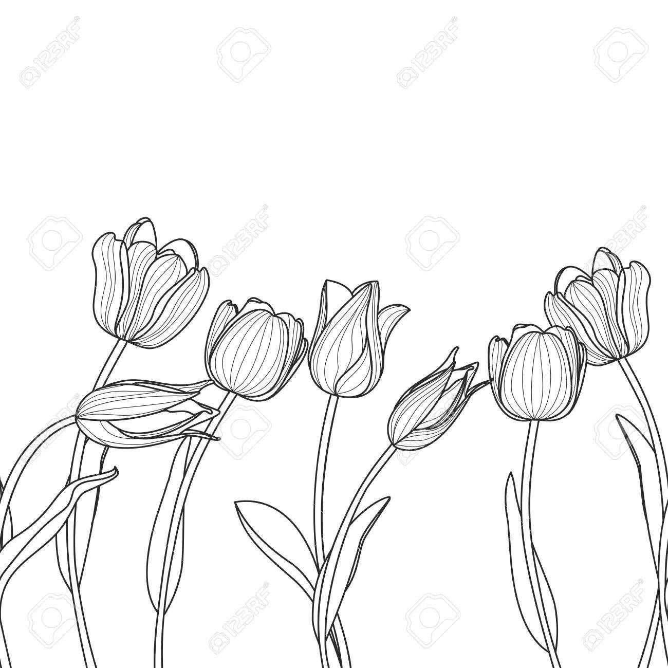 Tulip Outline Drawing at GetDrawings | Free download