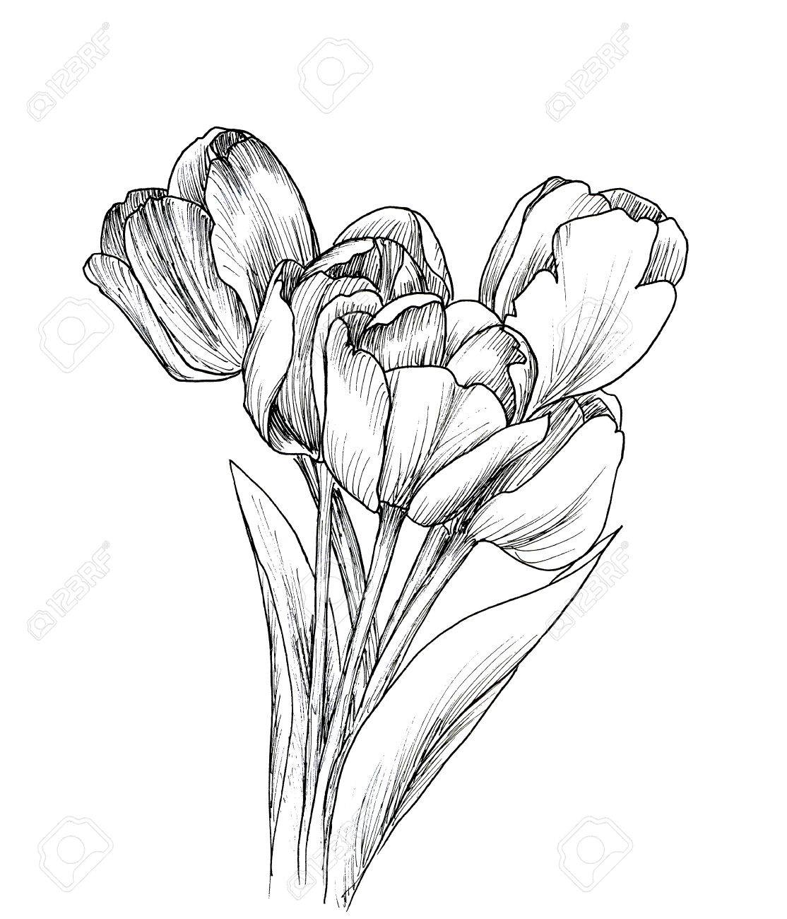 Tulip Outline Drawing at GetDrawings | Free download
