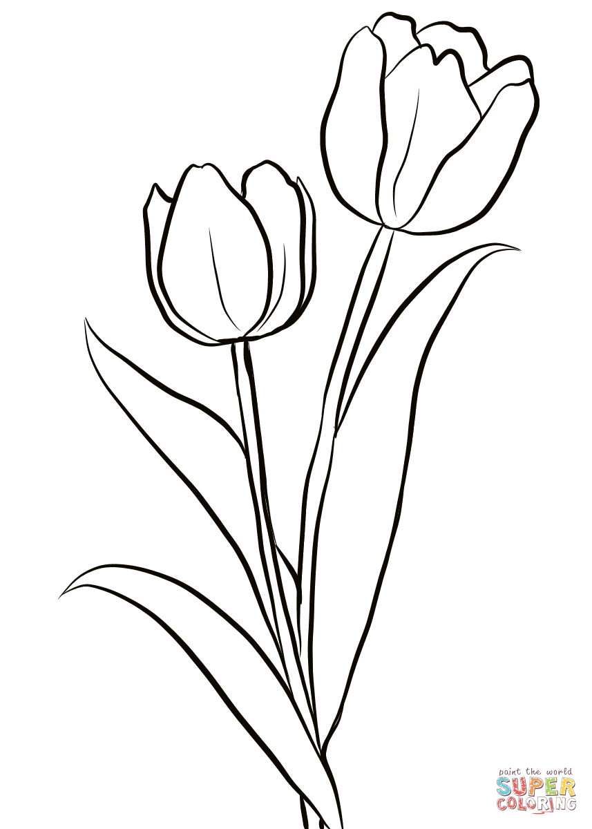 Tulip Outline Drawing at GetDrawings  Free download