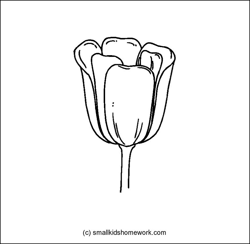 873x849 Tulip Flower Outline And Coloring Picture With Interesting Facts
