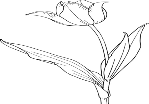 476x333 Tulip Outline Coloring Page Image Clipart Images