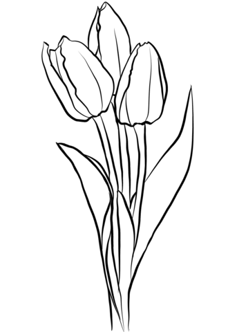 Tulip Outline Drawing at GetDrawings | Free download