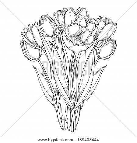 450x470 Vector Bouquet Outline Tulips Vector Amp Photo Bigstock