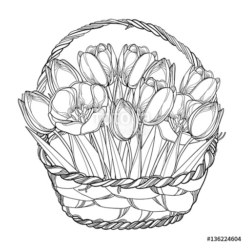 500x500 Vector Bouquet With Outline Tulips Flowers In The Basket Isolated